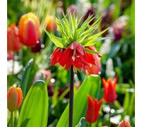 Plant in a Box - Fritillaria Rubra - Bulbes à fleurs x3 - Fleur fritillaire rouge - Fleurs hautes