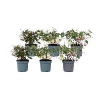 Plant in a Box - Fuchsia magellanica - Mélange de 6 - Delta Sarah, Lady Thumb, Fuchsia Ricartonnii - Plantes de jardin fleuries - Pot 9cm - Hauteur 10-20cm