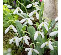 Plant in a Box - Galanthus elwesii - Bulbes de perce-neige x50 - Bulbes à floraison précoce pour jardin avec fleurs blanches