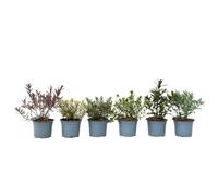 Plant in a Box - Hebe pinguifolia - Mix de 6 - Arbuste hébé - Veronique plantes d'extérieur robuste - Pot 10,5cm - hauteur 15-20cm