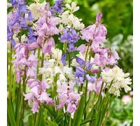Plant in a Box - Hyacinthoides Hispanica Mix - Bulbes x40 - Clochette Espagnole Mix - Mélange de Bulbes à Fleurs pour Jardin, Terrasse ou Balcon