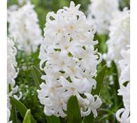 Plant in a Box - Hyacinthus Carnegie - Set de 10 - Bulbes de Jacinthe Carnegie - Bulbes de fleurs résistantes pour jardin, terrasse ou balcon
