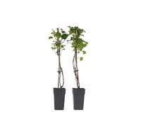 Plant in a Box - Hydrangea anomala Petiolaris - Lot de 2 - Hortensia grimpant - ⌀15cm - Hauteur 60-70cm