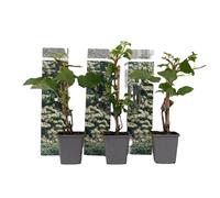 Plant in a Box - Hydrangea anomale 'Petiolaris' - Set de 3 - Hortensia Grimpant - Pot 9cm - Hauteur 25-40cm