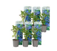 Plant in a Box - Hydrangea macrophylla 'Bleu précoce' - Set de 6 - Hortensia fleur bleu - Plante jardin exterieur robuste - Pot 9cm - Hauteur 25-40cm