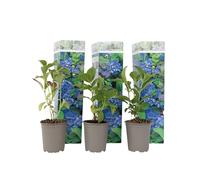 Plant in a Box - Hydrangea macrophylla Bleu - Set de 3 - Hortensia - Pot 9cm - Hauteur 25-40cm