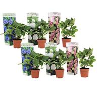 Plant in a Box - Hydrangea macrophylla 'Early Blue', 'Early Pink', 'Wudu' - Hortensia - Mélange de 6 - Pot 10,5cm - Hauteur 25-40cm