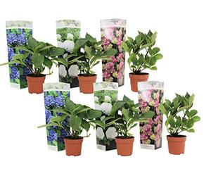 Plant in a Box - Hydrangea macrophylla 'Early Blue', 'Early Pink', 'Wudu' - Hortensia - Mélange de 6 - Pot 10,5cm - Hauteur 25-40cm