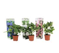 Plant in a Box - Hydrangea macrophylla - Mélange de 3 - Hortensia - Taille du pot 9cm - Hauteur 25-40cm
