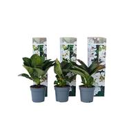 Plant in a Box - Hydrangea macrophylla teller 'Benxi' - Set de 6 - Hortensia - Plante jardin exterieur robuste fleurs blanc - Pot 9cm - Hauteur 25-40cm