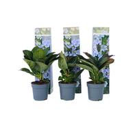 Plant in a Box - Hydrangea macrophylla teller 'Nizza' - Set de 3 - Hortensia - Plante jardin exterieur robuste fleurs bleu - Pot 9cm - Hauteur 25-40cm