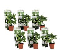 Plant in a Box - Hydrangea macrophylla 'Wudu' - Set de 6 - Hortensia fleur blanc - Plante jardin exterieur robuste - Pot 9cm - Hauteur 25-40cm