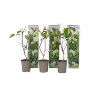Plant in a Box - Hydrangea paniculata 'Dollar en argent' - Set de 3 - Hortensia - Parfait pour le jardin - Pot 9cm - Hauteur 25-40cm
