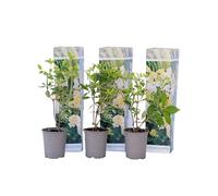 Plant in a Box - Hydrangea paniculata 'Fantôme' - Set de 3 - Hortensia - Parfait pour le jardin - Pot 9cm - Hauteur 25-40cm