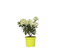 Plant in a Box - Hydrangea paniculata - Hortensia 'Bobo' - Rose clair - Pot 19cm - Hauteur 25-40cm