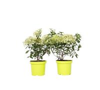 Plant in a Box - Hydrangea paniculata - Hortensia 'Bobo' - Rose clair - Set de 2 - Pot 19cm - Hauteur 25-40cm