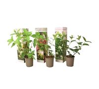 Plant in a Box - Hydrangea Paniculata Mix x3 - Hortensia 'Pink Lady', 'Phantom', 'Silver Dollar' - Parfait pour le jardin - Pot 9cm - Hauteur 25-35cm
