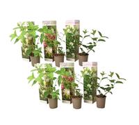 Plant in a Box - Hydrangea Paniculata Mix x6 - Hortensia 'Pink Lady', 'Phantom', 'Silver Dollar' - Parfait pour le jardin - Pot 9cm - Hauteur 25-35cm