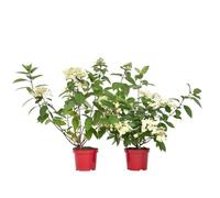 Plant in a Box - Hydrangea paniculata Wim's Red - Set of 2 - Hortensia - Résistant à l'Hiver - Arbuste - Plante de Jardin - Pot 19cm - Hauteur 25-40cm