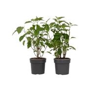 Plant in a Box - Hydrangea Strong Annabelle - Set de 2 - Hortensia - Arbuste Caduc Fort et Résistant à l'Hiver - Pot 19cm - Hauteur 30-40cm