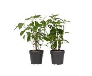 Plant in a Box - Hydrangea Strong Annabelle - Set de 2 - Hortensia - Arbuste Caduc Fort et Résistant à l'Hiver - Pot 19cm - Hauteur 30-40cm