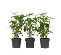 Plant in a Box - Hydrangea Strong Annabelle - Set de 3 - Hortensia - Arbuste Caduc Fort et Résistant à l'Hiver - Pot 19cm - Hauteur 30-40cm