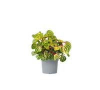 Plant in a Box - Iresine Herbstii 'Jaune' - Sang-de-dragon - plante d'intérieur - Pot 13cm - Hauteur 20-30cm