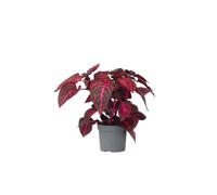 Plant in a Box - Iresine Herbstii 'Rouge' - Sang-de-dragon - Plante d'intérieur - Pot 13cm - Hauteur 20-30cm