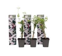 Plant in a Box - Jasminoides 'Officinale' - Set de 3 - Jasmin plante etoile grimpant - Fleurs blanc - Pot 9cm - Hauteur 25-40cm