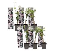 Plant in a Box - Jasminum 'Officinale' - Set de 6 - Jasmin plante etoile grimpant - Fleurs blanc