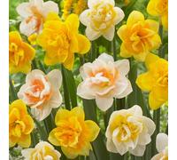 Plant in a Box - Jonquilles - Set de 10 -Bulbes de jonquilles - Bulbes rustiques à floraison précoce pour le jardin