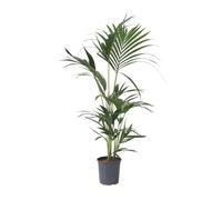 Plant in a Box - Kentia Palmier - Howea Forsteriana - Plante verte interieur vivante - Purifiante - Pot 18cm - Hauteur 90-100cm
