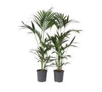 Plant in a Box - Kentia Palmier - Set de 2 - Howea Forsteriana - Plante verte interieur vivante - Purifiante - Pot 18cm - Hauteur 90-100cm