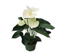 Plant in a Box - Langue de feu - Anthurium 'Alaska White' - Hauteur 40-55cm - Pot 14cm - Plante d'intérieur fleurissante - Blanc