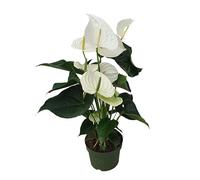 Plant in a Box - Langue de feu - Anthurium 'Alaska White' - Hauteur 55-70cm - Pot 17cm - Plante d'intérieur fleurissante - Blanc