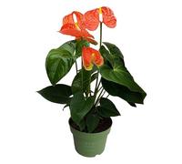 Plant in a Box - Langue de feu - Anthurium 'Madural Orange' - Hauteur 40-55cm - Pot 14cm - Plante d'intérieur fleurissante - Orange