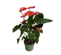 Plant in a Box - Langue de feu - Anthurium 'Madural Red' - Hauteur 55-70cm - Pot 17cm - Plante d'intérieur fleurissante - Rouge