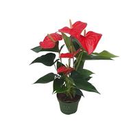 Plant in a Box - Langue de feu - Anthurium 'Royal Champion' - Hauteur 35-45cm - Pot 12cm - Plante d'intérieur fleurissante - Rouge