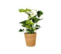 Plant in a Box - Langue de feu - En panier en jonc de mer - Anthurium 'Alaska White' - Hauteur 55-70cm - Pot 17cm - Plante d'intérieur fleurissante - Blanc