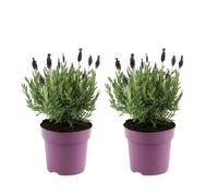 Plant in a Box - Lavandes papillon - Set de 2 - Lavandula stoechas 'Anouk' - Hauteur 25-35cm - Pot 15cm - Arbuste Compact et Résistant - Pourpre