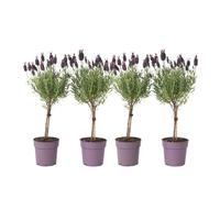 Plant in a Box - Lavandula stoechas 'Anouk' - Set de 4 - Lavandier - résistant au froid - plantes de jardin - Pot 12cm - hauteur 30-40cm