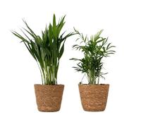 Plant in a Box - Lot de 2 mini palmiers d’intérieur avec paniers tressés décoratifs - Hauteur 25-40cm - Pot 12cm - Areca Lutescens & Chamaedorea Elegans