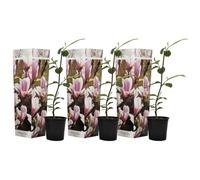 Plant in a Box - Magnolia Soulangea - Set de 3 - Arbuste à croissance large/petit arbre résistant au froid - Fleurs Rose - Pot 9cm - Hauteur 25-40cm