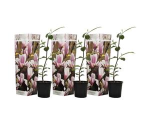 Plant in a Box - Magnolia Soulangea - Set de 3 - Arbuste à croissance large/petit arbre résistant au froid - Fleurs Rose - Pot 9cm - Hauteur 25-40cm
