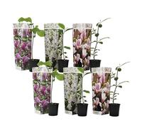 Plant in a Box - Magnolia susan, soulangeana, stellata - Mix de 6 - Arbuste décoratif votre jardin, balcon ou terasse - Pot 9cm - Hauteur 25-40cm