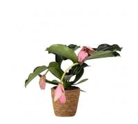 Plant in a Box - Medinille magnifique - Medinilla magnifica - Panier inclus - H40-50cm - ⌀17cm