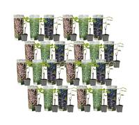 Plant in a Box - Mélange de 24 plants de raisin - Vitis Vinifera - Raisin - Pot 9cm - Hauteur 25-40cm