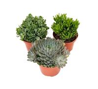 Plant in a Box - Mélange de succulentes - Set de 3 - Succulent Mix - H30-35cm - ⌀17cm