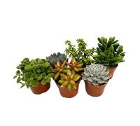 Plant in a Box - Mélange de succulentes - Set de 6 - Succulent Mix - H15-20cm - ⌀10,5cm
