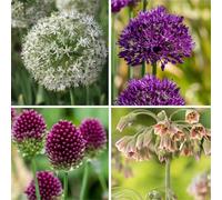 Plant in a Box - Mélange Joyeux Papillon - Bulbes - Set de 40 - Attirant pour les Papillons - Bulbes à Fleurs pour Jardin, Terrasse et Balcon